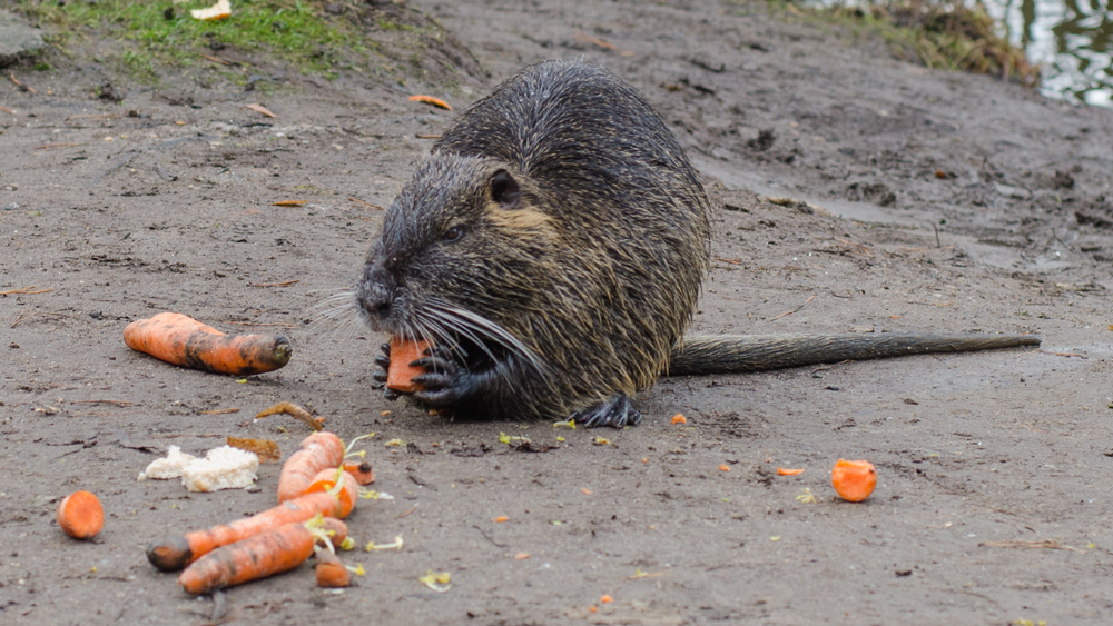 nutria